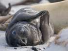 Weaned pup. Southern elephant seal on a beach on Sea Lion Island. Falkland Islands. Art Print
